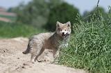 CHIEN FINNOIS DE LAPONIE 594